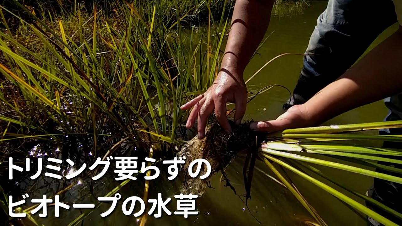 【トリミング要らずの水草管理】メダカビオトープの植物をフィールドで集めました。