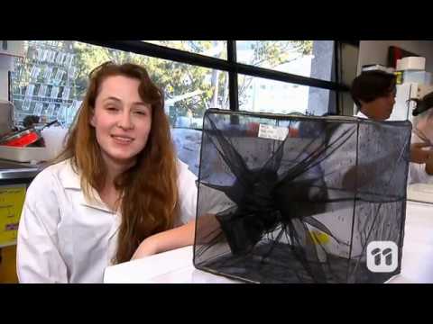 SCOPE TV: Dengue Bacteria