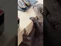ウナギを見たカワウソの反応がこちら😳😳 #shorts