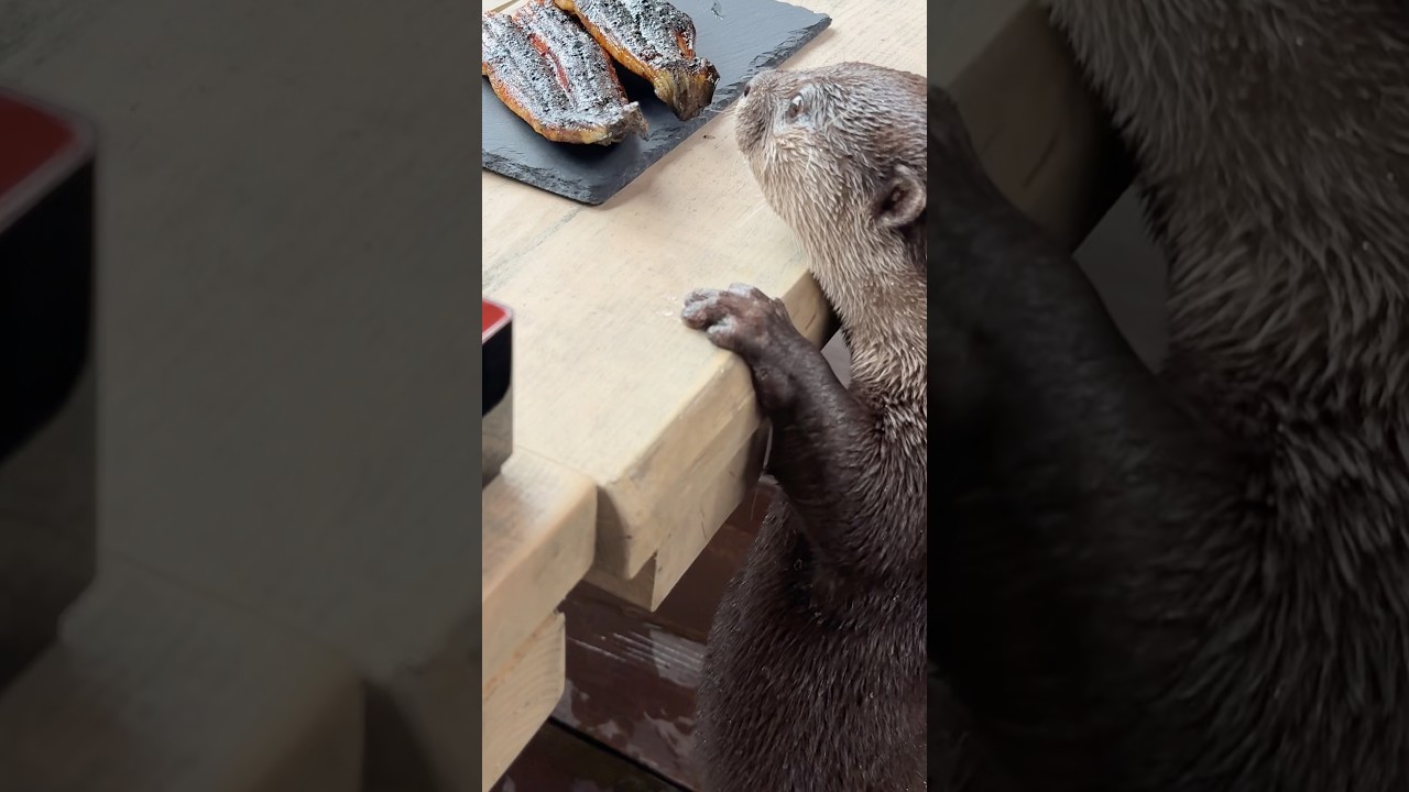ウナギを見たカワウソの反応がこちら😳😳 #shorts