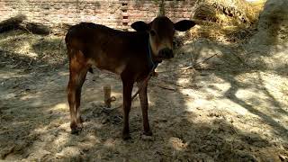 Cute Cow Baby Video Compilation 2021 Ll Cow Calf Only 10 Days Old Must Watch