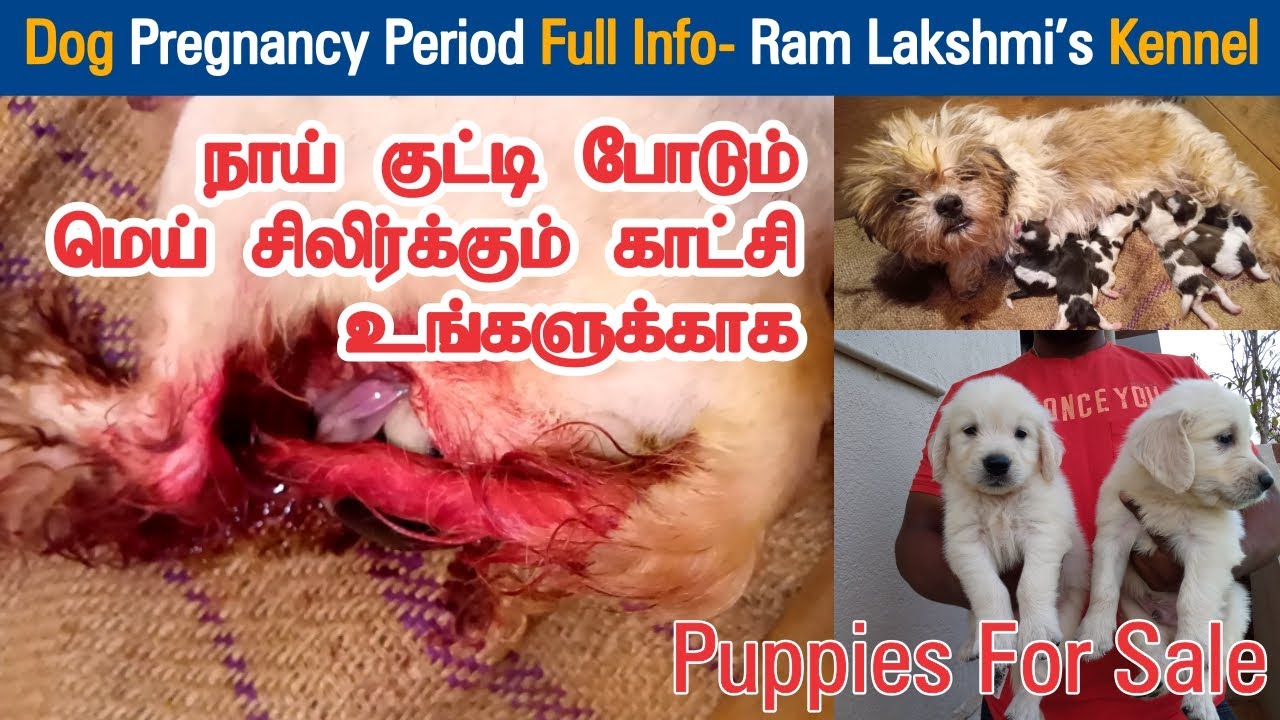 Dog Pregnancy Period Full Info Dreamer Paul Vlog Tamil YouTube Dog Pregnancy Period Full Info Dreamer Paul Vlog Tamil YouTube
