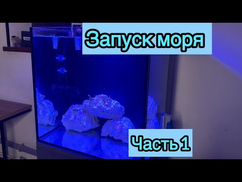 Запуск морского аквариума/ 100литров