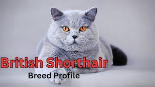 British Shorthair Breed Profile: Everything You Need to Know!