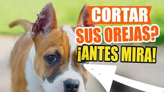 ¿QUÉ es el CORTE DE OREJAS en los PERROS?🐶