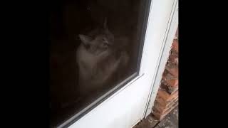 Funny cat wants out