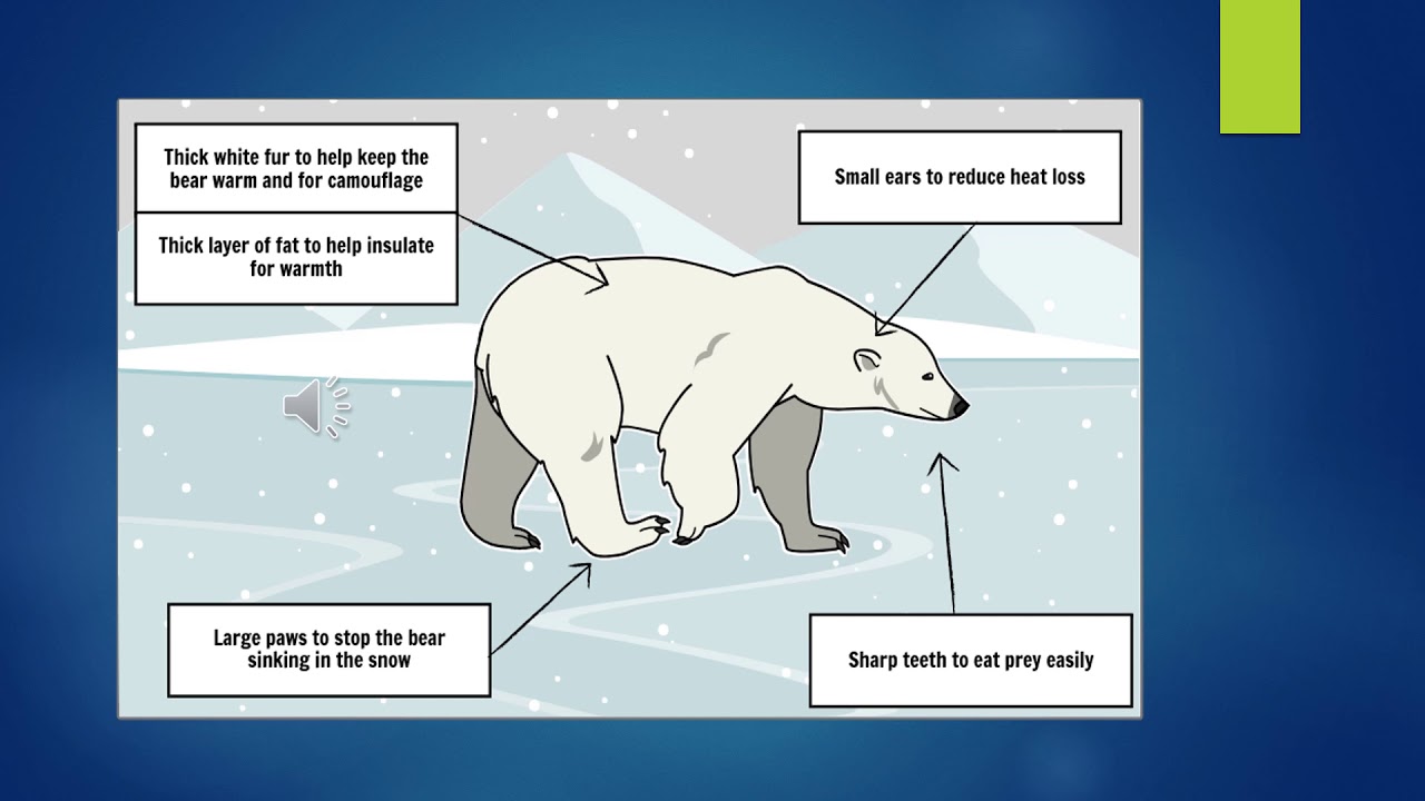 habitat and adaptation - YouTube
