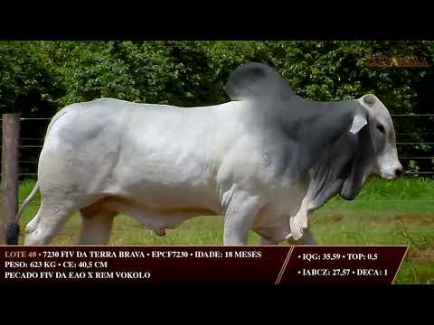 LOTE 40   EPCF 7230