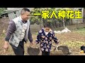 勇哥一家人种花生,圆圆也来帮忙,下雨也不收工还加油干【乡野勇哥】