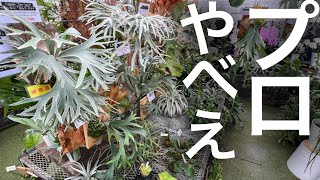 【天下一】あの植物イベントで“本気の爆買“した男の店やべえ...