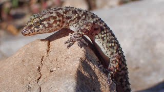 Europese tjitjak/Mediterranean house gecko (Hemidactylus turcicus) Close-up