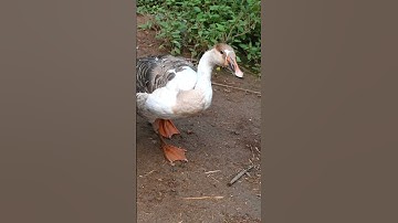Unlikely friendship forms between tiny and large duck😍 | #duckling #duck #trending #animals #viral
