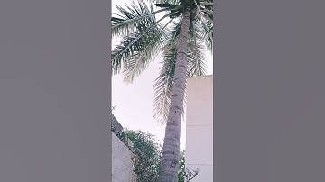 #disney #coconut #climbinglovers #shortsfeed #tarzan #jungle #jungleadventure #shorts #music #sky