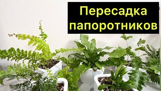 Пересадка папоротников / #папоротник ￼