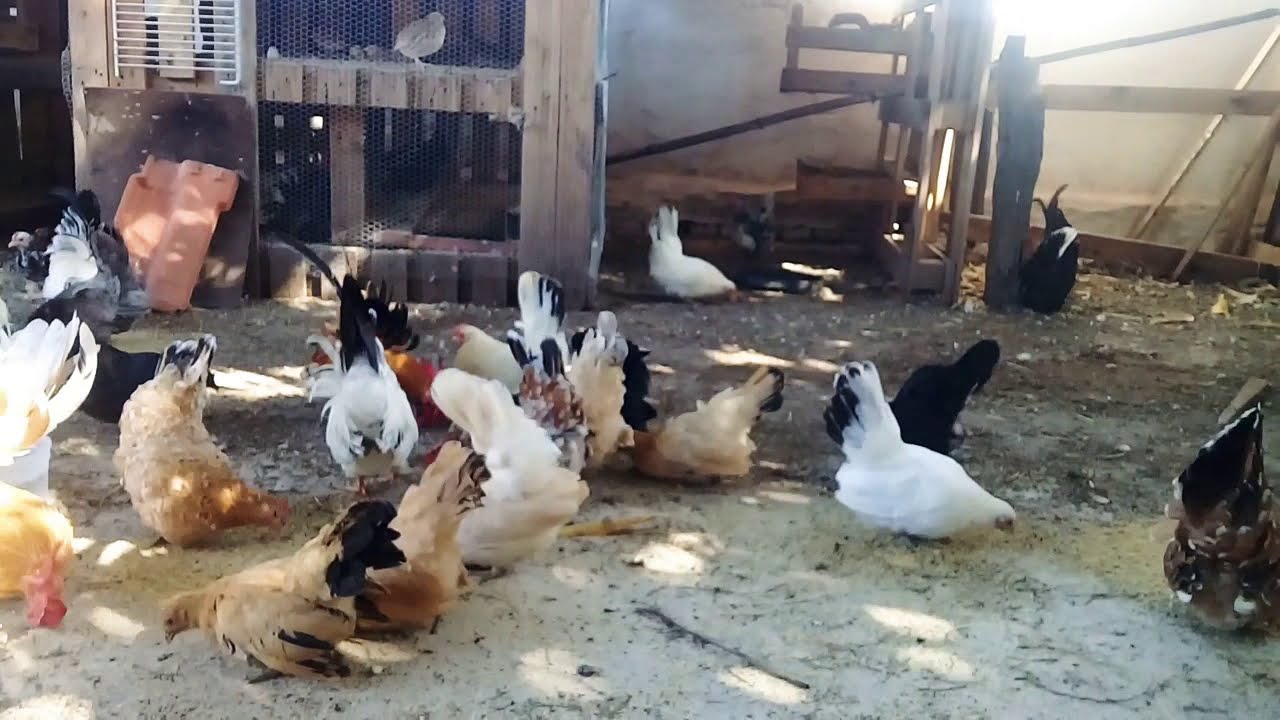 Um panorama aqui da criação de nagasaki