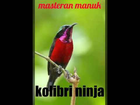 masteran kolibri | suara pancingan kolibri ninja gacor