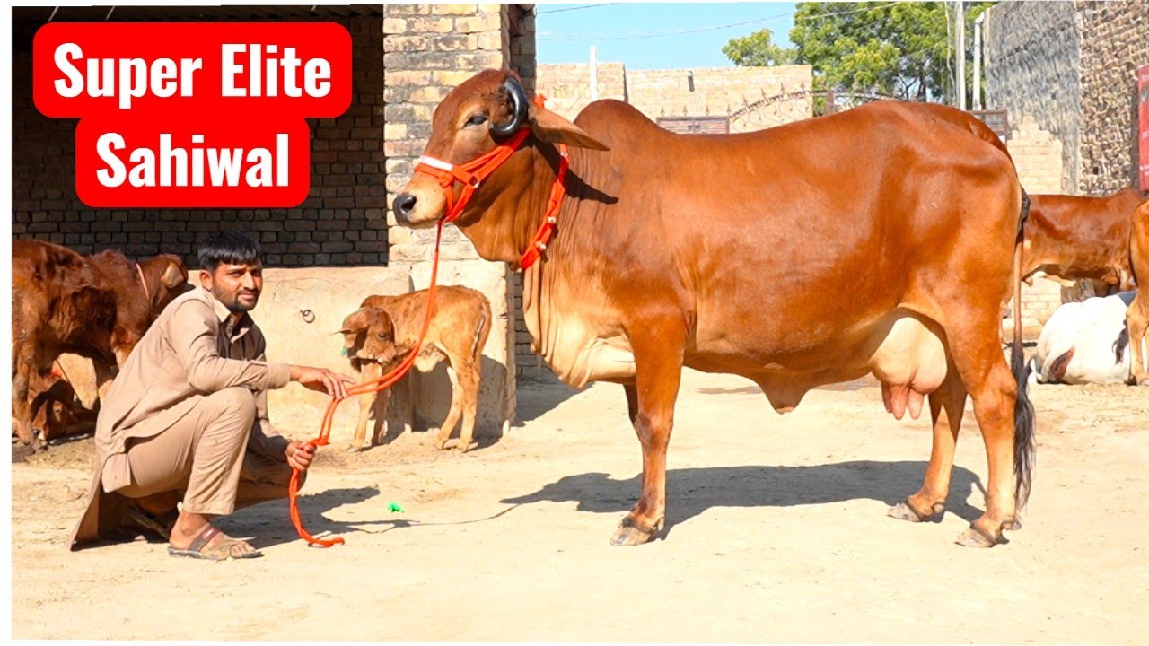 सरपंच बनाने वाली गाय ✨ Super 7 Sahiwal Rathi Tharparkar Cow ✨ भारत का गाय पालने वाला सबसे मशहूर गाँव