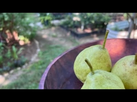 برداشت درخت گلابی چیزی که سنجاب ها گذاشتند