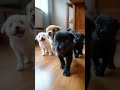 Adorable Puppies 🐶 Exploring: A Happy Playtime Moment!