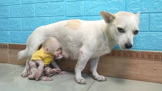 The process of dog becoming mother of baby monkey Su