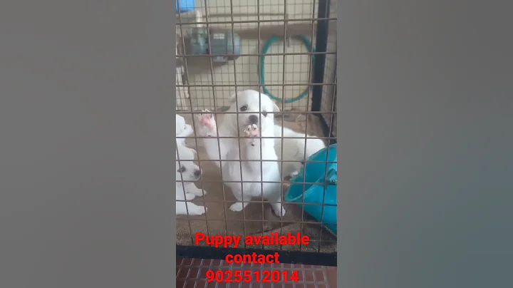 Pomeranian puppy available in theni #animals #dog #krish #pets #shorts #theni