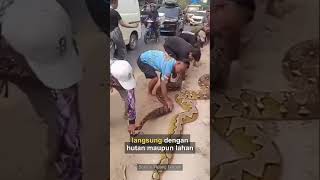 😱 Ternyata Ini Penyebab Ular Raksasa Muncul di Pemukiman!