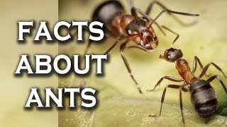 Top 10 Awesome Facts You Didn't Know About Ants