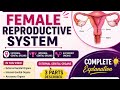 Anatomy and physiology of female reproductive system (part-1)/ In easy way #bscnursing #viral #notes