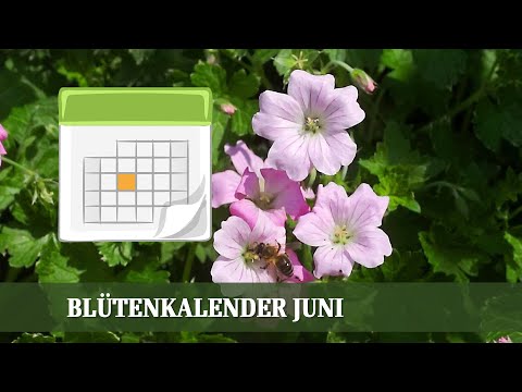 Video: Blühende Zimmerblumen (44 Fotos): Lila Und Rosa, Blühende Begonie, Lila, Blaue Und Weiße Dekorative Blütenpflanzen