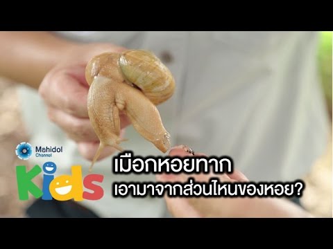 วีดีโอ: วิธีการควบคุมหอยทากศัตรูพืชในตู้ปลา