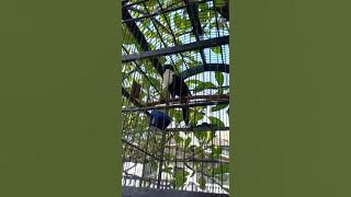 Burung Bilbong Pandita indah bersuara keras.