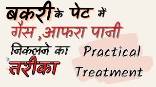 बकरी के पेट में अफारा गैस पानी निकालने का तरीकाstomach tube in goatAcidosis foodpoisoning treatment