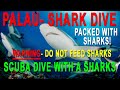 Shark Diving in Palau Micronesia - DO NOT FEED THE SHARKS!