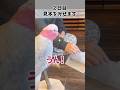 【できるかな？】ニトリで見つけた犬のオモチャに挑戦！【おしゃべりモモイロインコの春ちゃん】