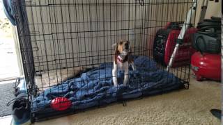 Barking and Yawning