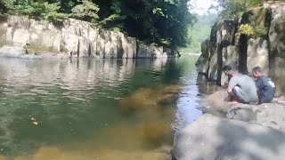 mengangkat jaring di lubuk sarang ikan semah ikan nya banyak besar besar,