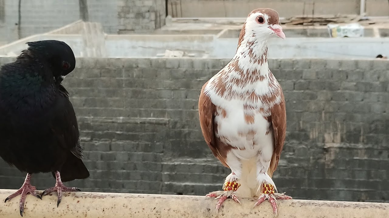 Racer Kabootar Gir gaya , Sherazi Sedi ka Mara - Karachi Pigeons