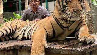 Tiger Park, Pattaya, Thailand