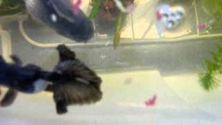 DSCF1674.AVI