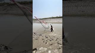 Monster Fish Catching with Cast Net at River Mouth! 🌊#CastNetFishing #RiverMouth #MonsterFish