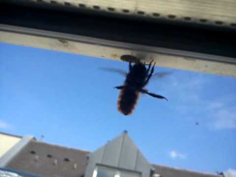 Die Biene Wohnt Im Fensterrahmen Youtube