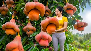 : 6 Days Harvesting Rau Muong Fruit & Go to Market Sell | Harvesting and cooking in Forest