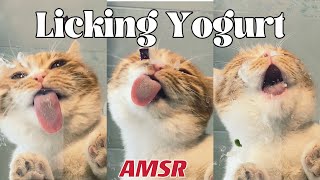 Licking yogurt