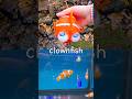 Kids Learn | Sea Animal Names at the Waterfall: Clownfish Lobster Narwhal Starfish Whale