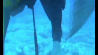 Trigger fish Special Tenerife 2