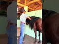 #asmr #farrier #horse #farrierlife #satisfying #hoofcare