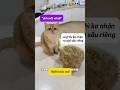 chải lông mèo theo cách mới 🥲 hiệu quả bất ngờ #cat #pets #thucung #mèo #catlovers