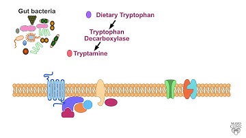 Gut Microbiota-Produced Tryptamine Increases Colonic Secretion