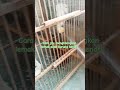 cara jitu menghilangkan lemak tanpa jemur. #burung #kicaumanianusantara #kenarimania #kenarilemak