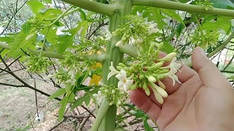 Cách Thu Hoạch Hoa Đu Đủ Đực Cho Năng Xuất Và Giá Trị Cao